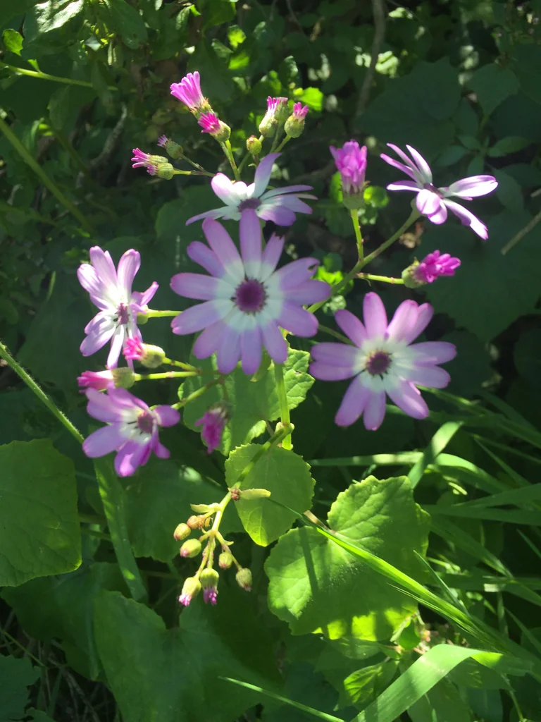 Senecio X Hybridus