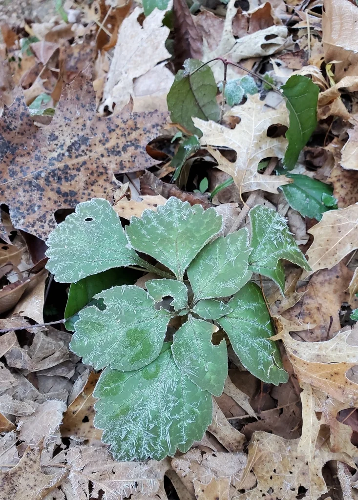 Pachysandra Procumbens