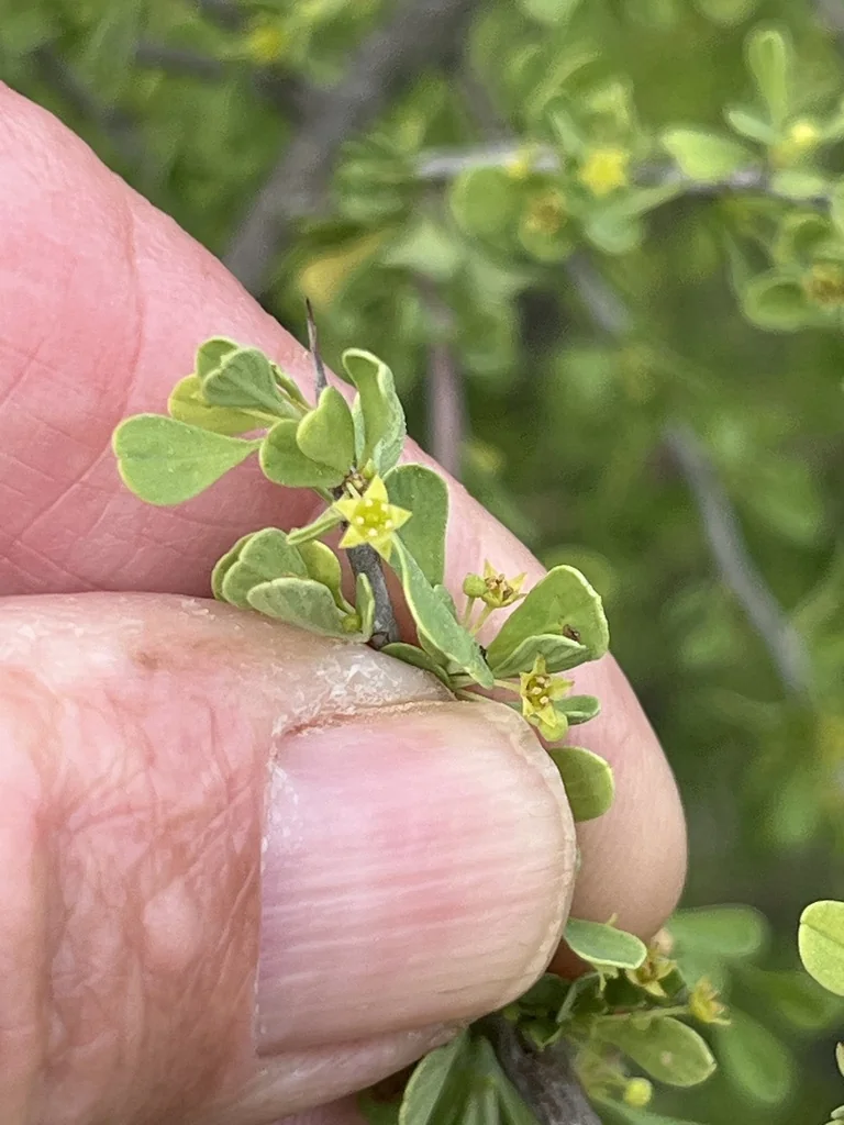 Condalia Globosa