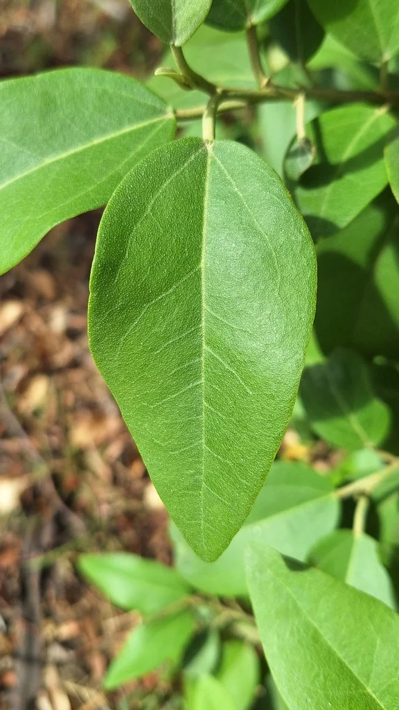 Lagunaria Patersonii