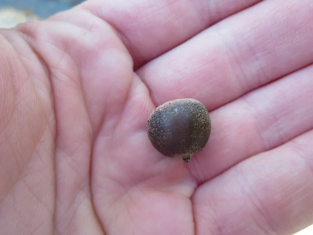Quercus Hemisphaerica