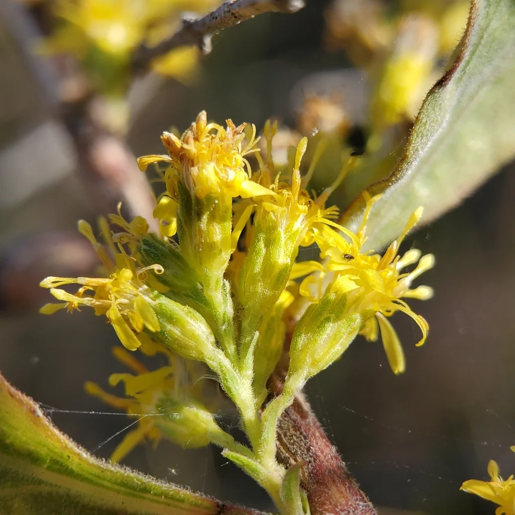 Solidago Californica