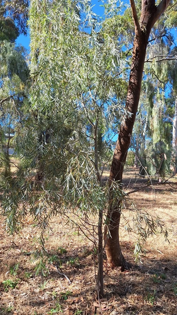 Acacia Pendula
