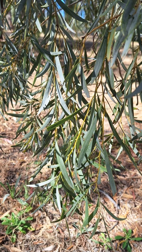 Acacia Pendula
