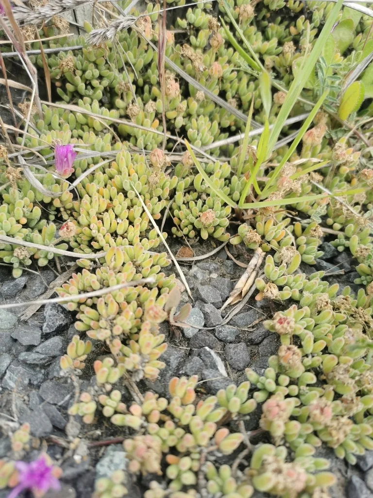 Drosanthemum Floribundum