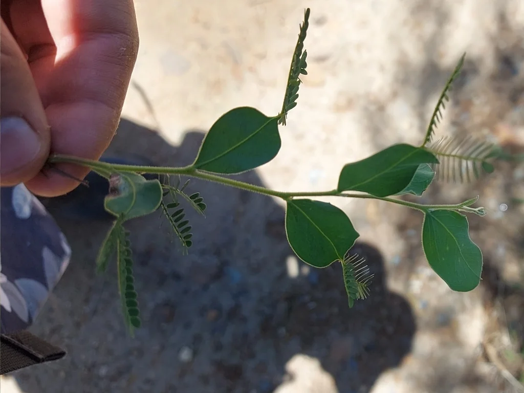 Acacia Podalyriifolia
