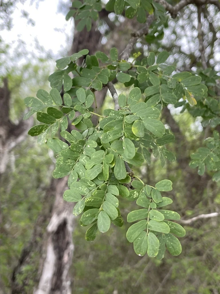 Ebenopsis Ebano