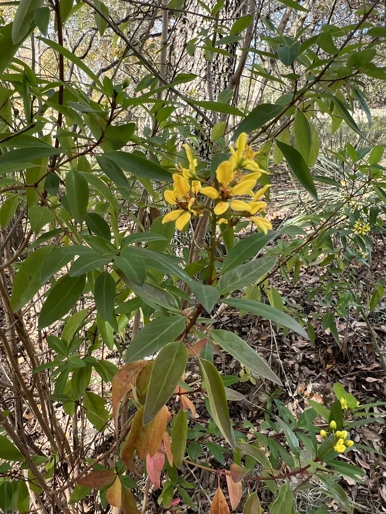 Galphimia Gracilis
