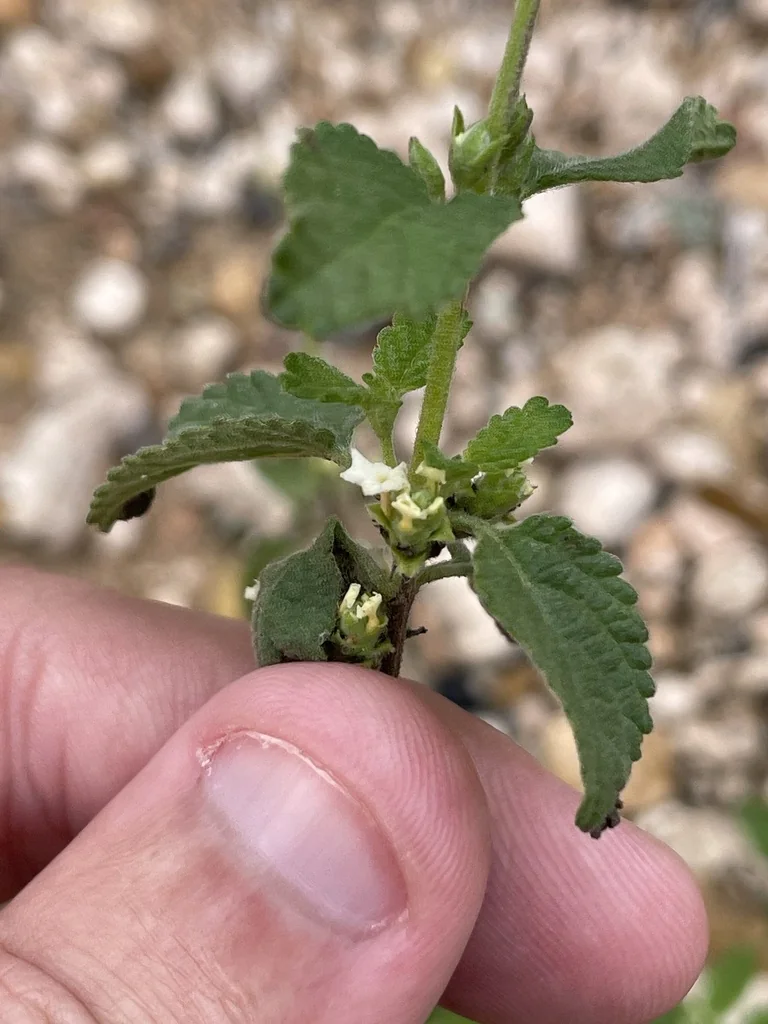 Lippia Graveolens