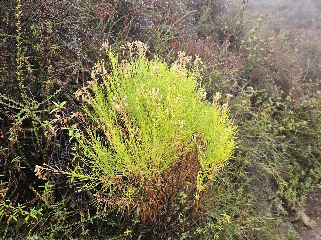 Ericameria Arborescens