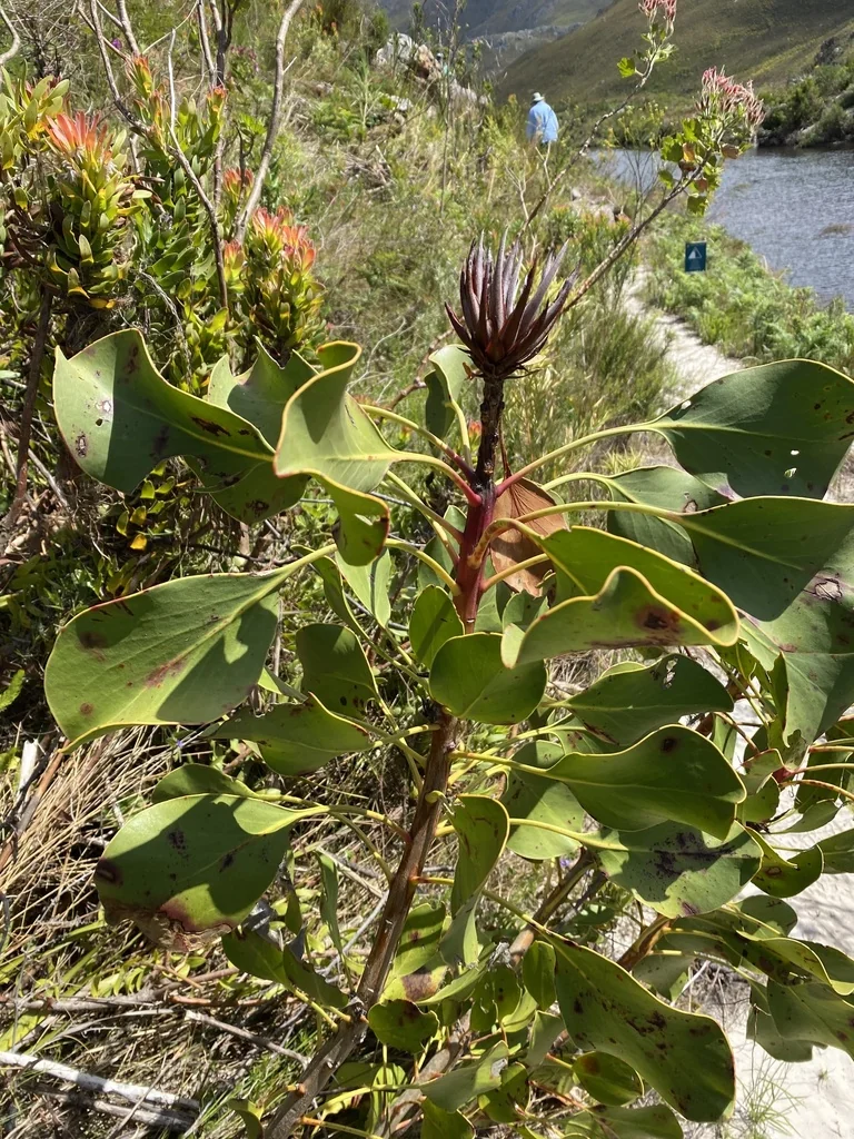 Protea Cynaroides