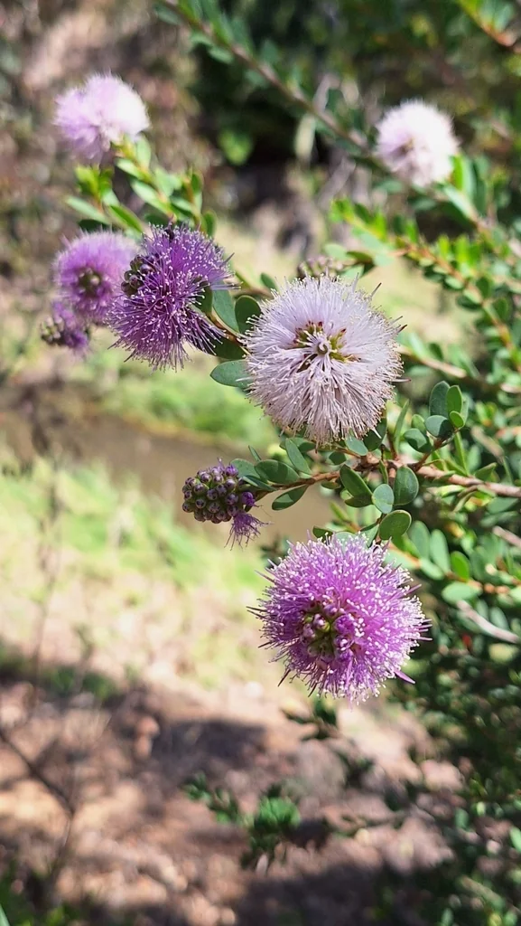 Melaleuca Nesophila
