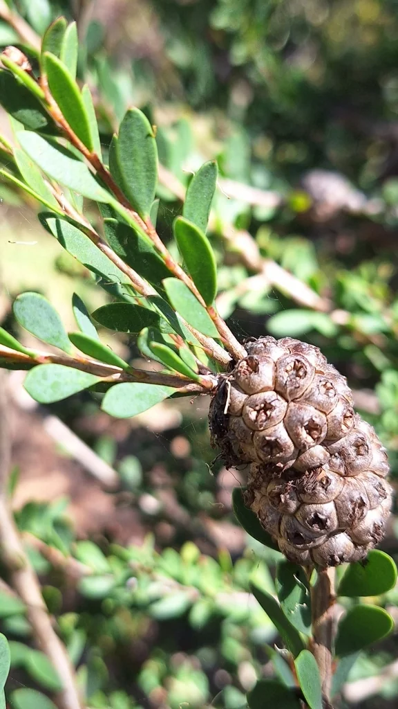 Melaleuca Nesophila