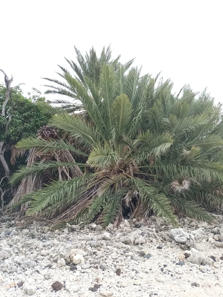Phoenix Dactylifera