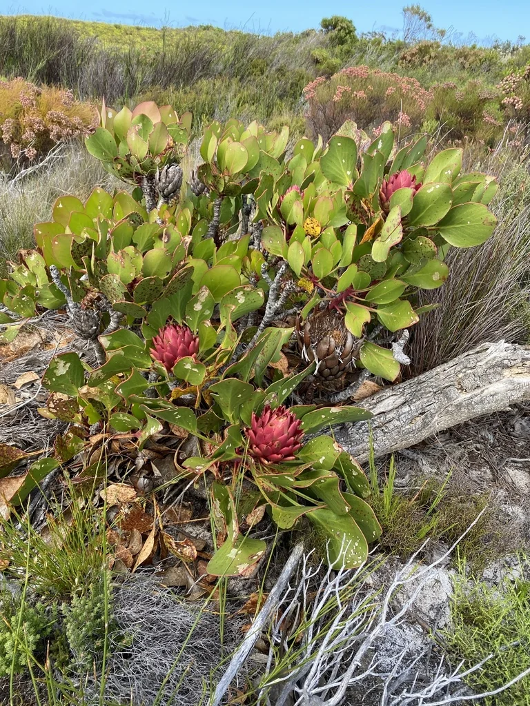 Protea Cynaroides