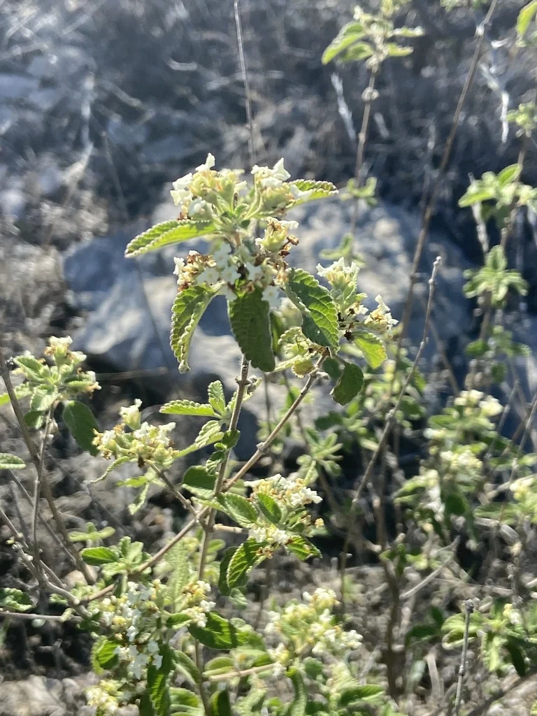 Lippia Graveolens