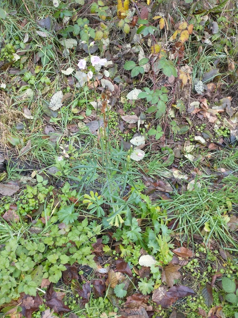 Sidalcea Campestris