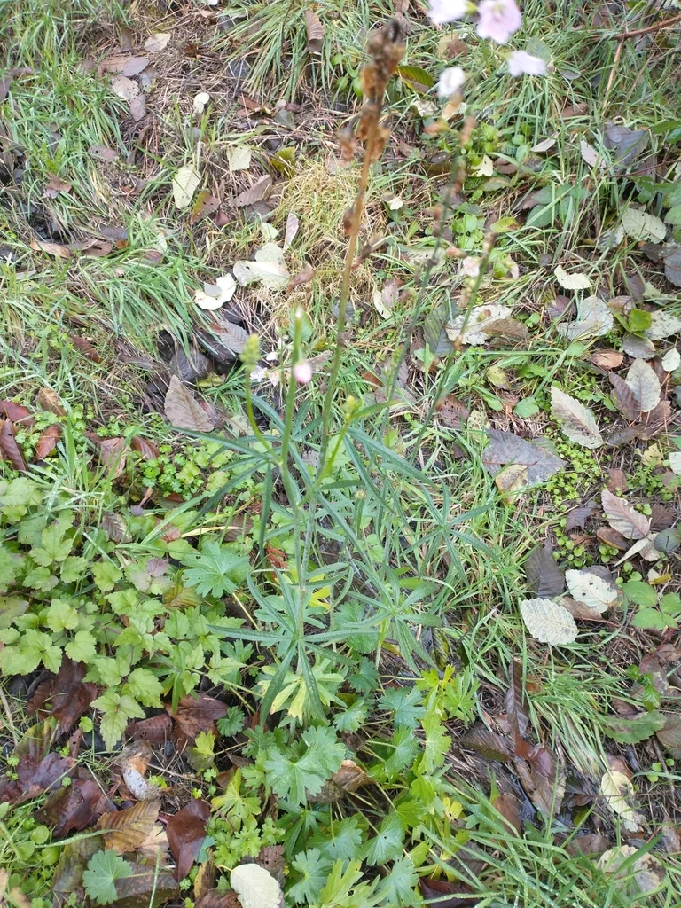 Sidalcea Campestris