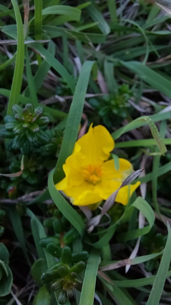 Hibbertia Vestita