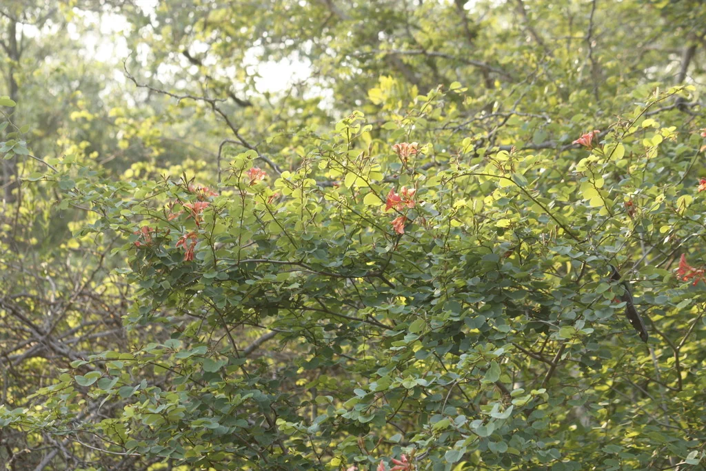 Bauhinia Galpinii