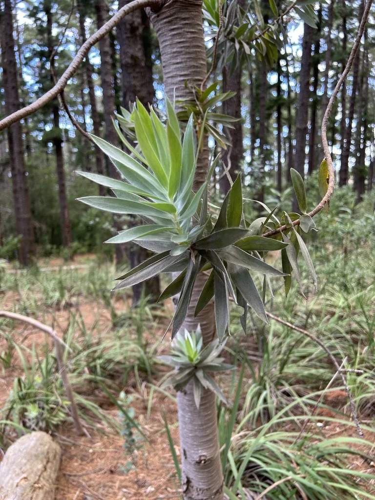 Leucadendron Argenteum