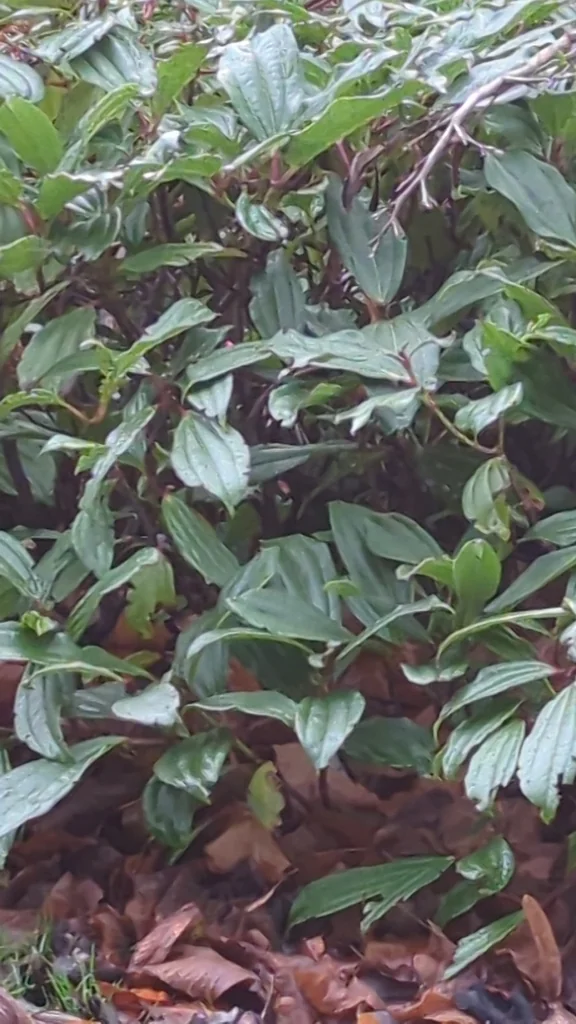 Viburnum Davidii