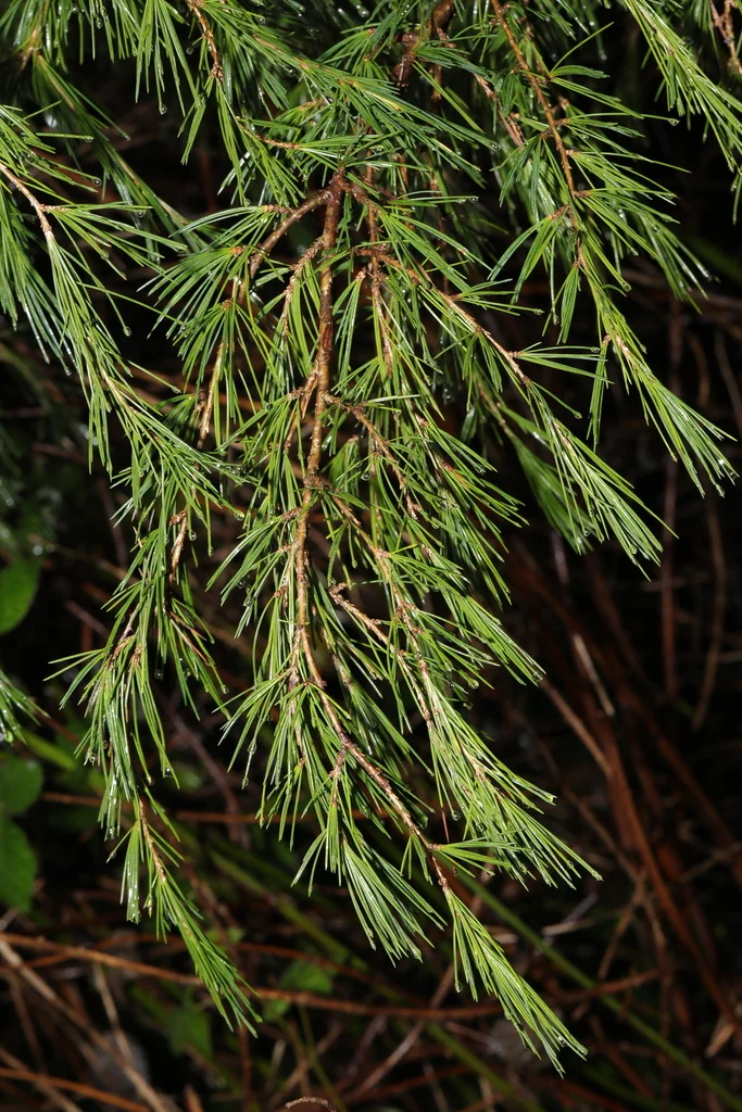 Cedrus Deodara