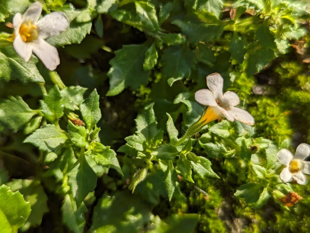 Sutera cordata