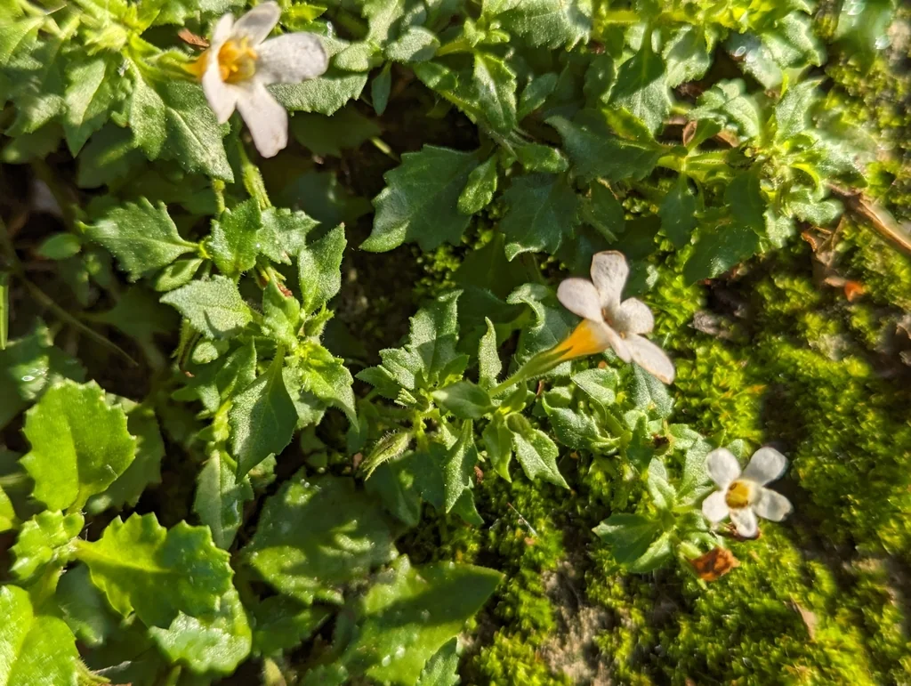 Sutera cordata