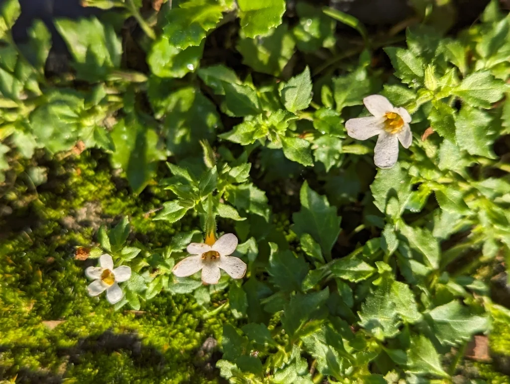Sutera cordata
