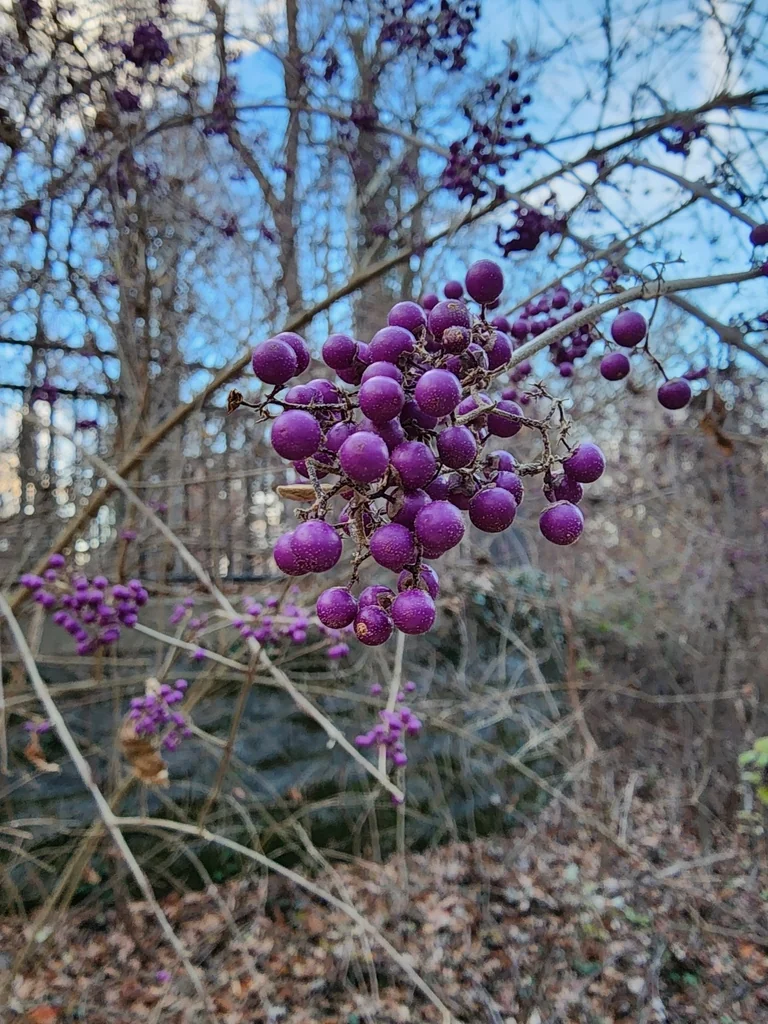 Callicarpa Dichotoma