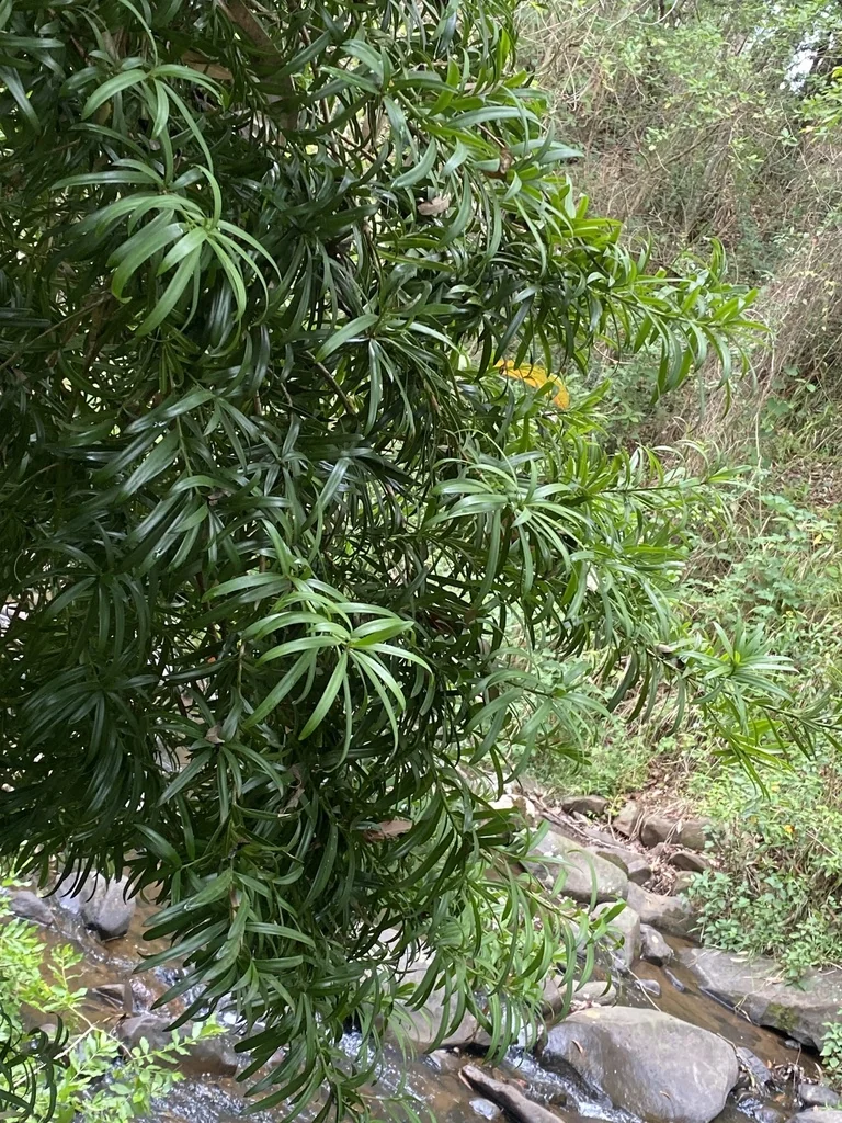 Podocarpus Latifolius