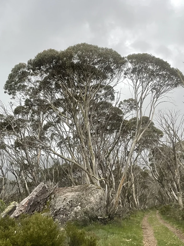 Eucalyptus Pauciflora