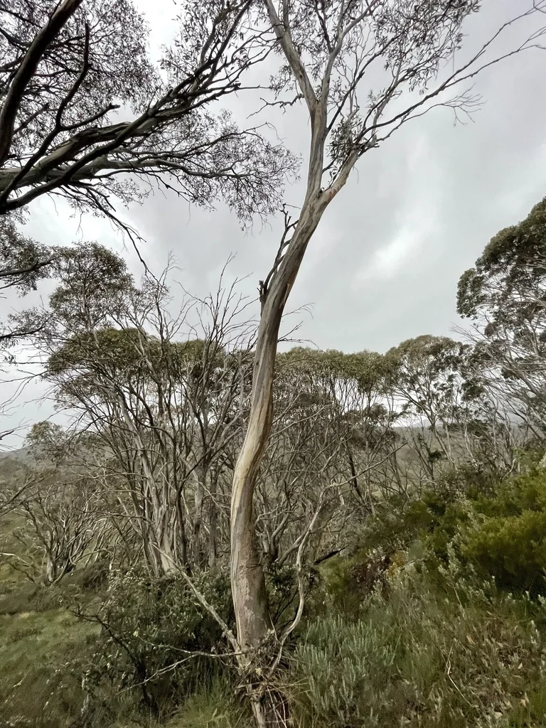 Eucalyptus Pauciflora