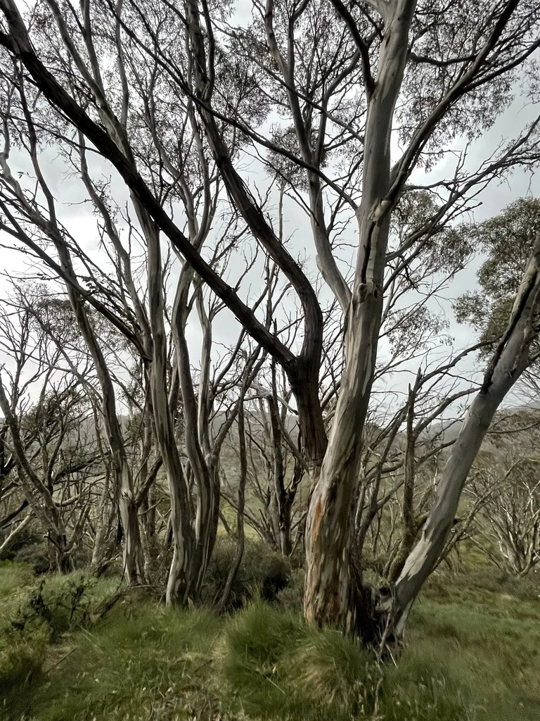 Eucalyptus Pauciflora