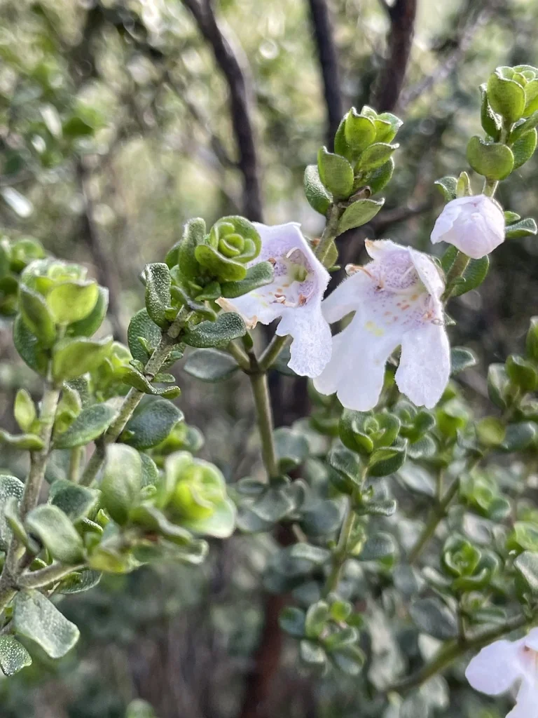 Prostanthera Cuneata