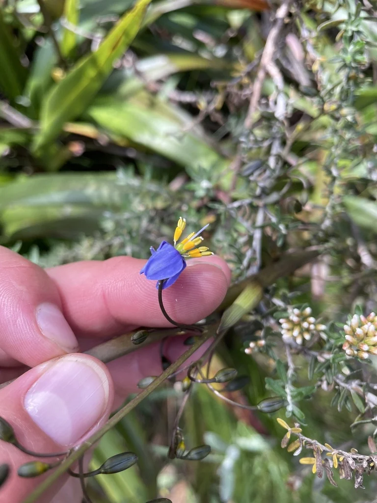 Dianella Tasmanica