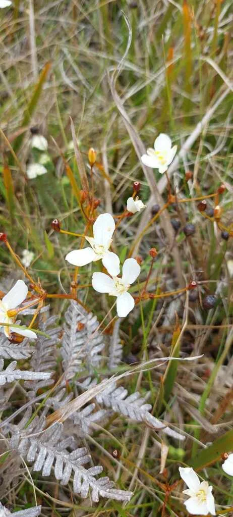 Libertia Peregrinans