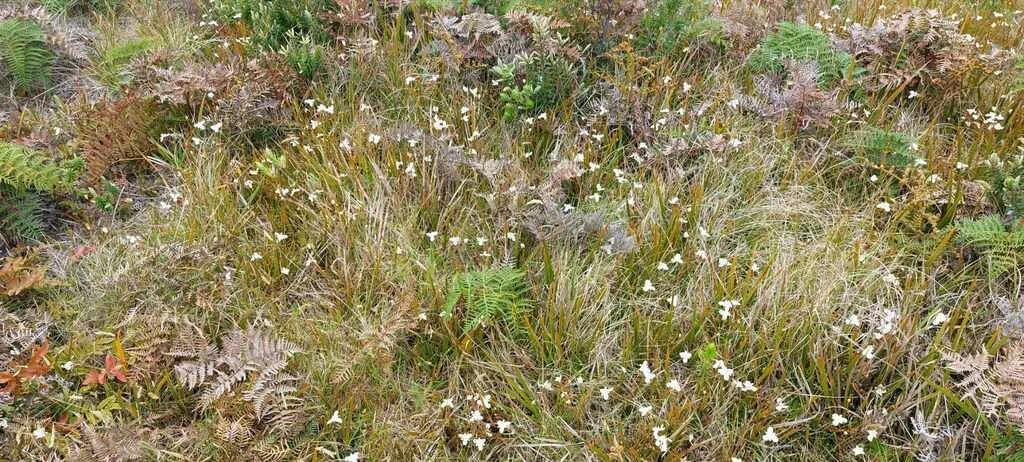 Libertia Peregrinans