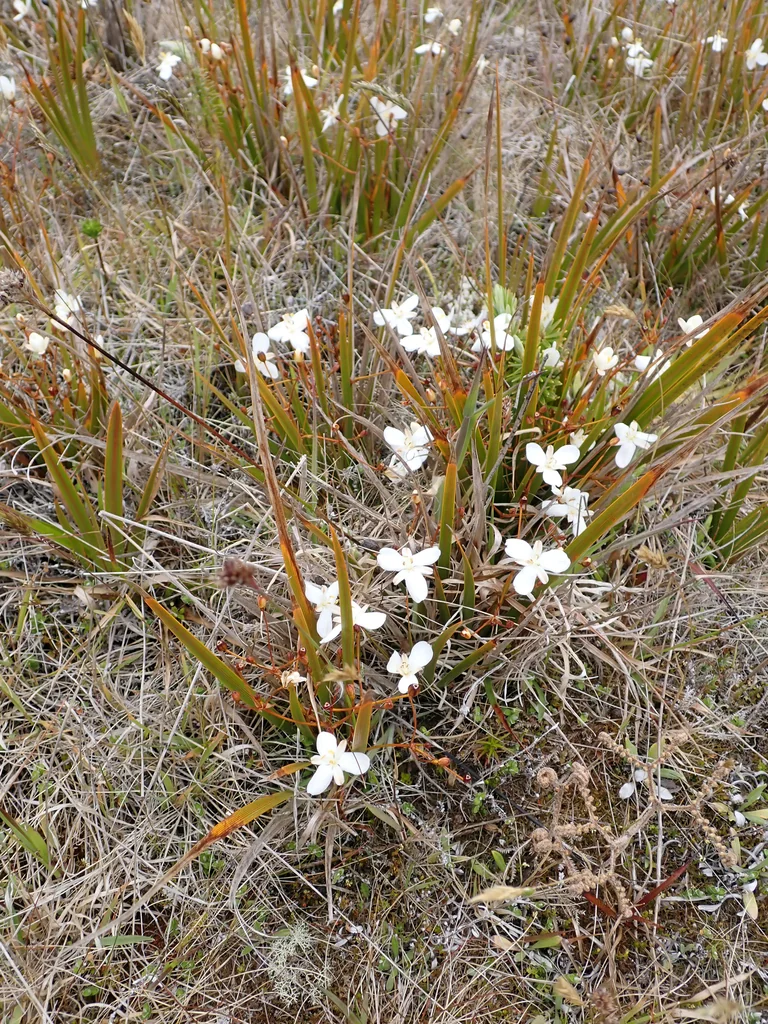Libertia Peregrinans