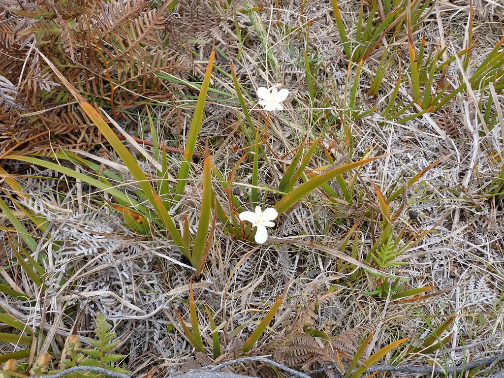 Libertia Peregrinans