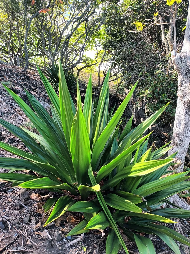 Furcraea Foetida