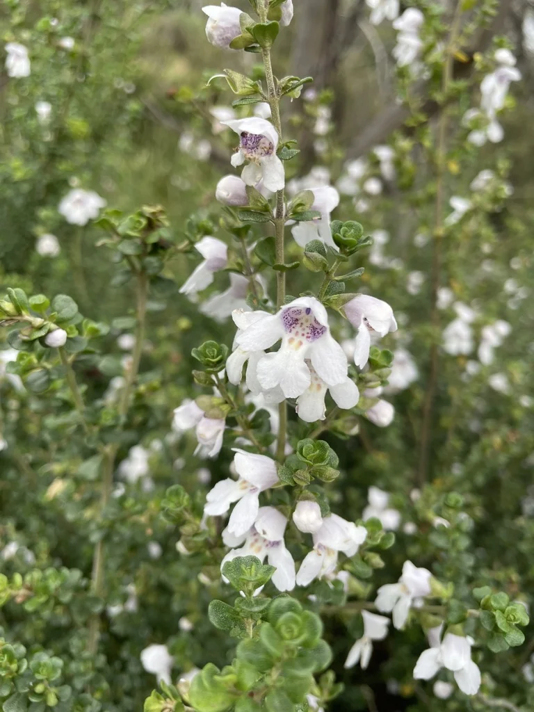 Prostanthera Cuneata