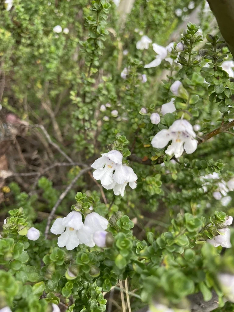 Prostanthera Cuneata