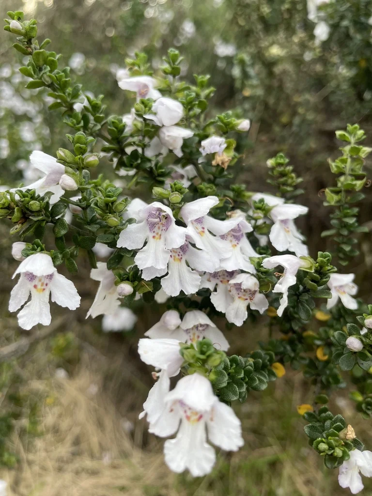 Prostanthera Cuneata