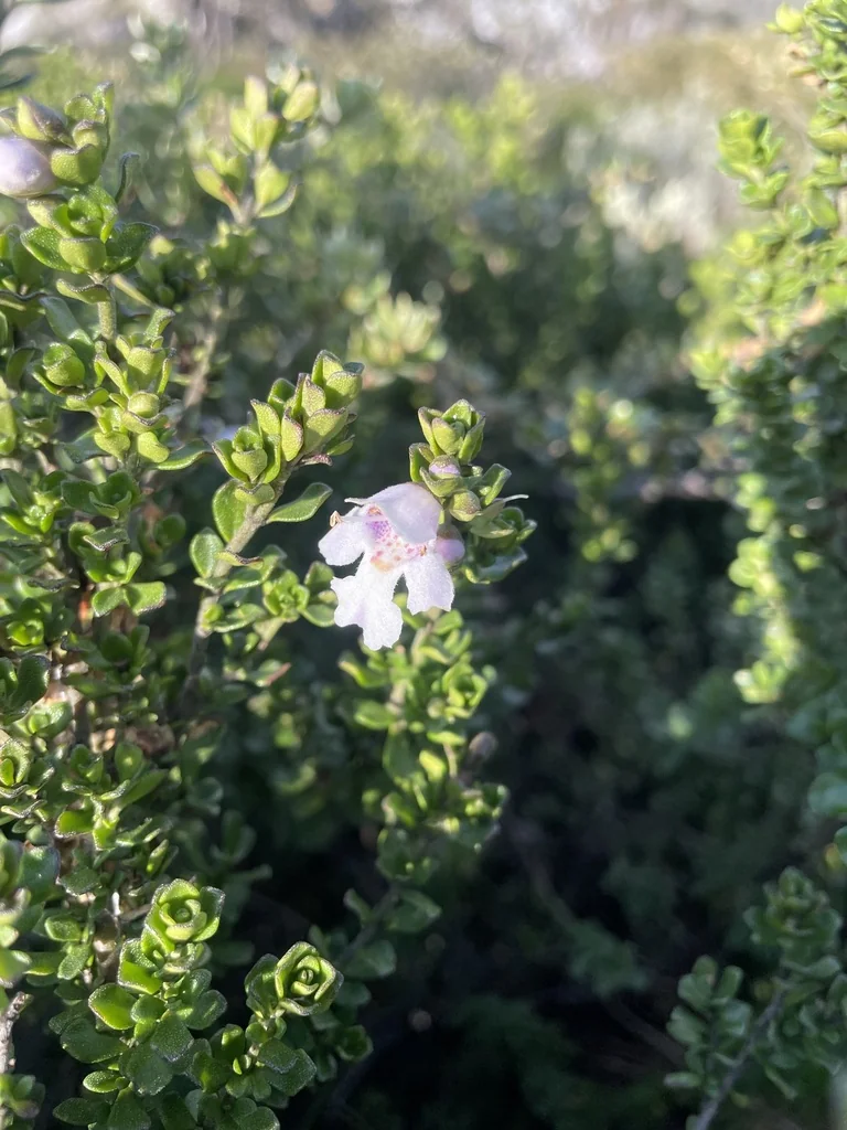 Prostanthera Cuneata