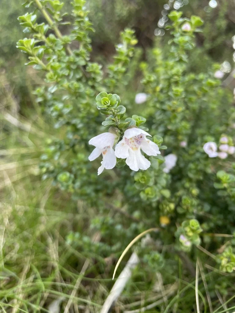 Prostanthera Cuneata