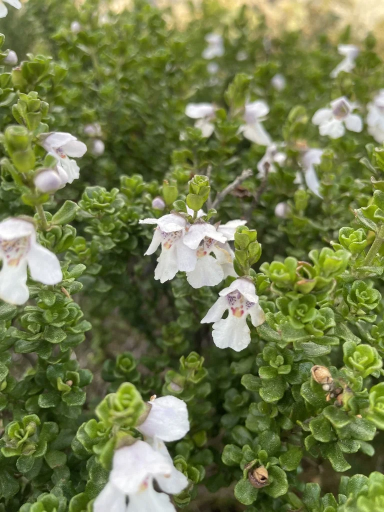 Prostanthera Cuneata