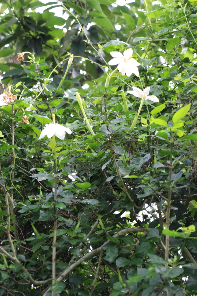Gardenia Thunbergia