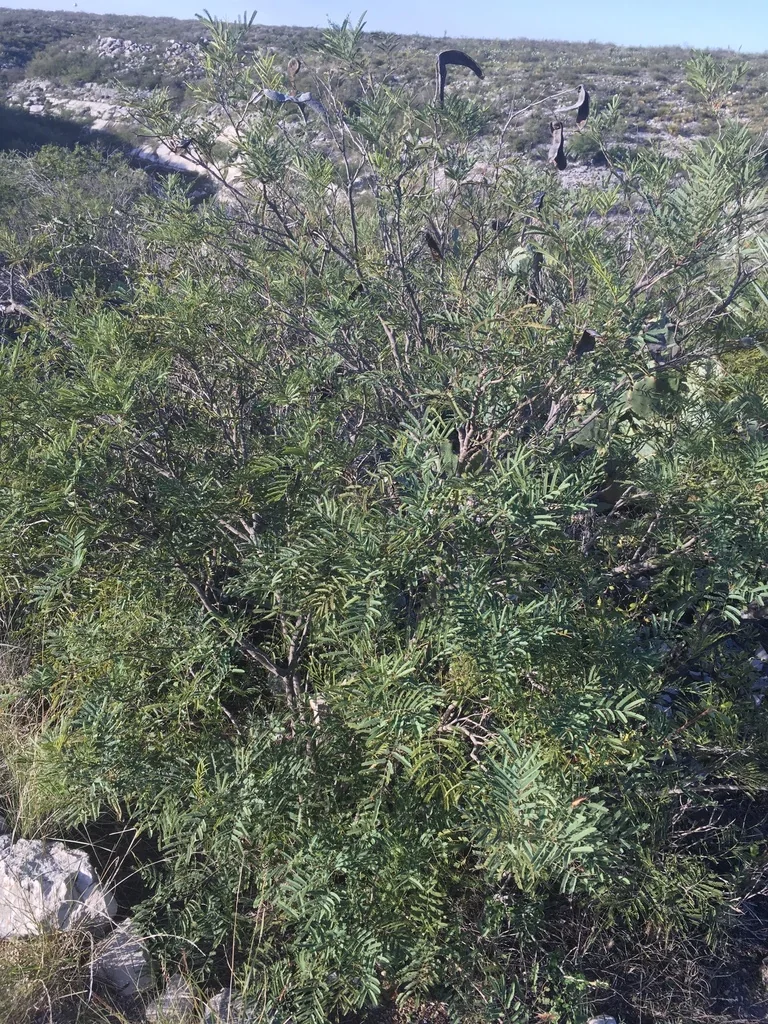 Acacia Berlandieri
